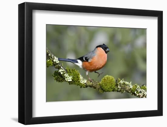 Bullfinch male walking along mossy twig, Buckinghamshire, England, UK-Andy Sands-Framed Photographic Print