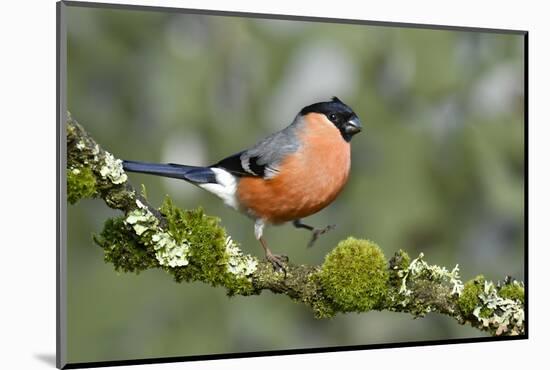 Bullfinch male walking along mossy twig, Buckinghamshire, England, UK-Andy Sands-Mounted Photographic Print