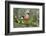 Bullfinch male walking along mossy twig, Buckinghamshire, England, UK-Andy Sands-Framed Photographic Print