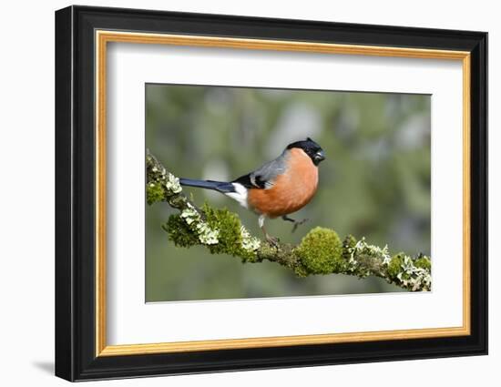 Bullfinch male walking along mossy twig, Buckinghamshire, England, UK-Andy Sands-Framed Photographic Print