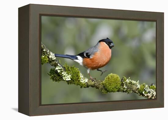 Bullfinch male walking along mossy twig, Buckinghamshire, England, UK-Andy Sands-Framed Premier Image Canvas