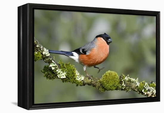 Bullfinch male walking along mossy twig, Buckinghamshire, England, UK-Andy Sands-Framed Premier Image Canvas