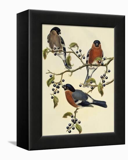 Bullfinch (Pyrrhula Pyrrhula) (1804-1881). United Kingdom, 19th Century-John Gould-Framed Premier Image Canvas