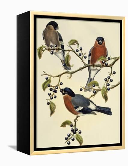 Bullfinch (Pyrrhula Pyrrhula) (1804-1881). United Kingdom, 19th Century-John Gould-Framed Premier Image Canvas