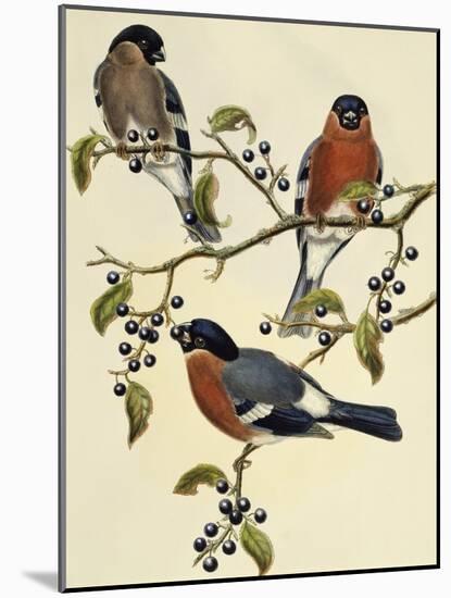 Bullfinch (Pyrrhula Pyrrhula) (1804-1881). United Kingdom, 19th Century-John Gould-Mounted Giclee Print