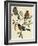 Bullfinch (Pyrrhula Pyrrhula) (1804-1881). United Kingdom, 19th Century-John Gould-Framed Giclee Print