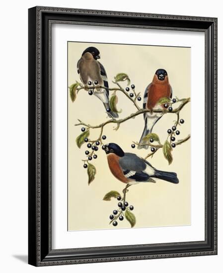 Bullfinch (Pyrrhula Pyrrhula) (1804-1881). United Kingdom, 19th Century-John Gould-Framed Giclee Print