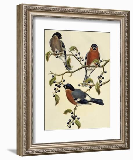 Bullfinch (Pyrrhula Pyrrhula) (1804-1881). United Kingdom, 19th Century-John Gould-Framed Giclee Print