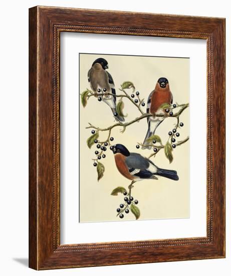 Bullfinch (Pyrrhula Pyrrhula) (1804-1881). United Kingdom, 19th Century-John Gould-Framed Giclee Print