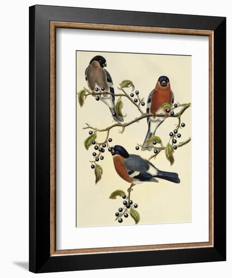 Bullfinch (Pyrrhula Pyrrhula) (1804-1881). United Kingdom, 19th Century-John Gould-Framed Giclee Print