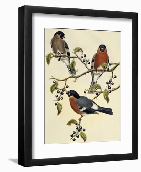 Bullfinch (Pyrrhula Pyrrhula) (1804-1881). United Kingdom, 19th Century-John Gould-Framed Giclee Print