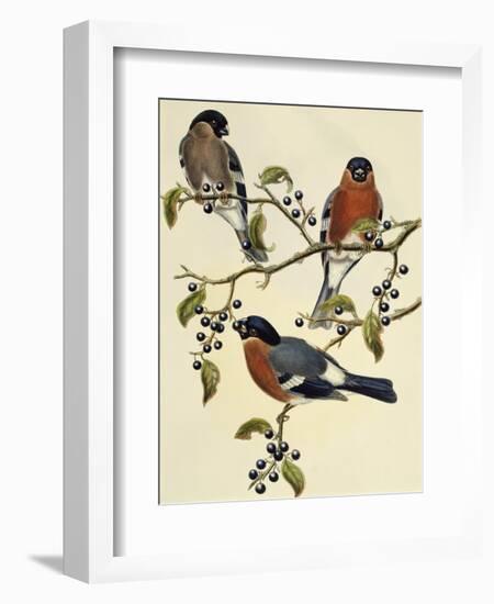 Bullfinch (Pyrrhula Pyrrhula) (1804-1881). United Kingdom, 19th Century-John Gould-Framed Giclee Print