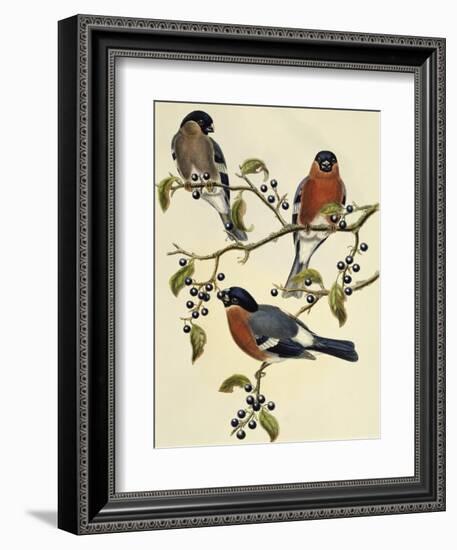 Bullfinch (Pyrrhula Pyrrhula) (1804-1881). United Kingdom, 19th Century-John Gould-Framed Giclee Print