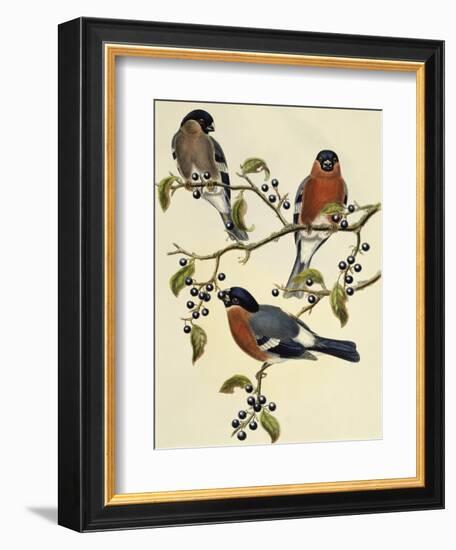 Bullfinch (Pyrrhula Pyrrhula) (1804-1881). United Kingdom, 19th Century-John Gould-Framed Giclee Print