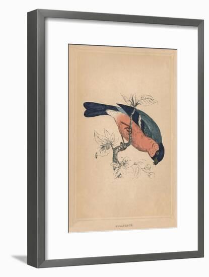 'Bullfinch', (Pyrrhula pyrrhula), c1850, (1856)-Unknown-Framed Giclee Print