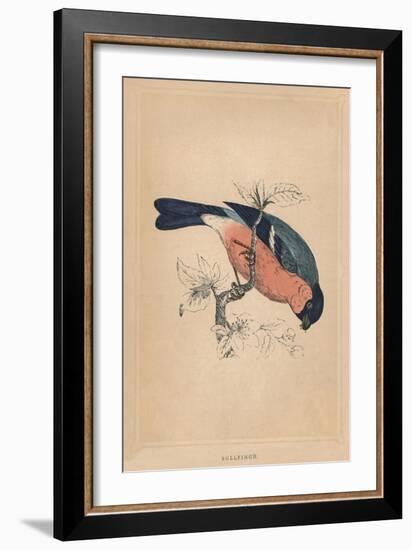 'Bullfinch', (Pyrrhula pyrrhula), c1850, (1856)-Unknown-Framed Giclee Print