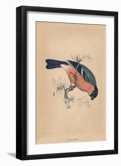 'Bullfinch', (Pyrrhula pyrrhula), c1850, (1856)-Unknown-Framed Giclee Print
