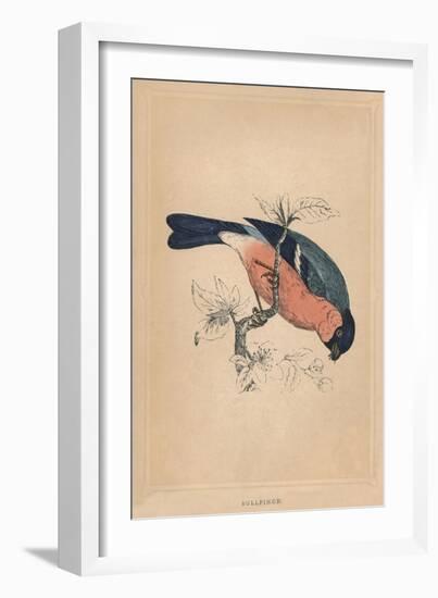 'Bullfinch', (Pyrrhula pyrrhula), c1850, (1856)-Unknown-Framed Giclee Print