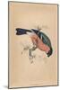 'Bullfinch', (Pyrrhula pyrrhula), c1850, (1856)-Unknown-Mounted Giclee Print