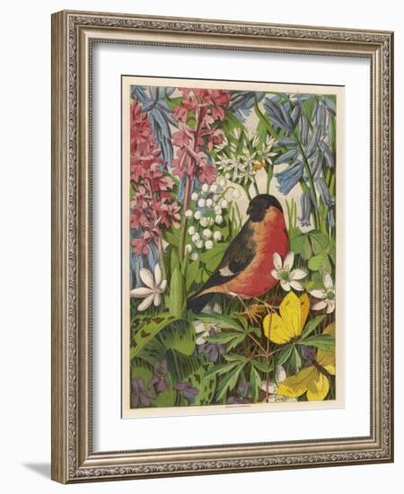 Bullfinch-null-Framed Art Print