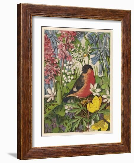 Bullfinch-null-Framed Art Print