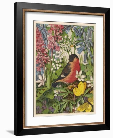 Bullfinch-null-Framed Art Print