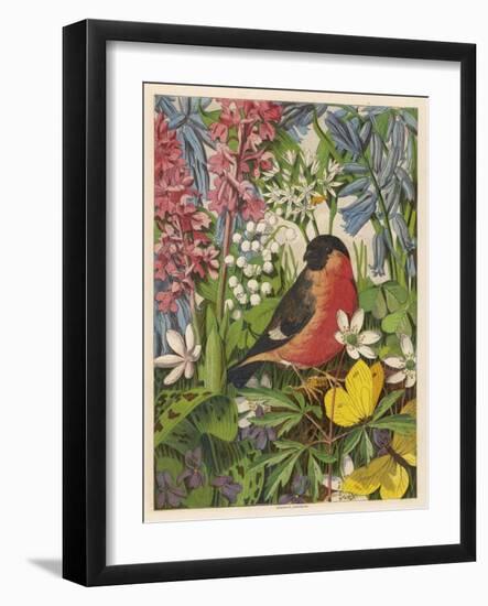 Bullfinch--Framed Art Print