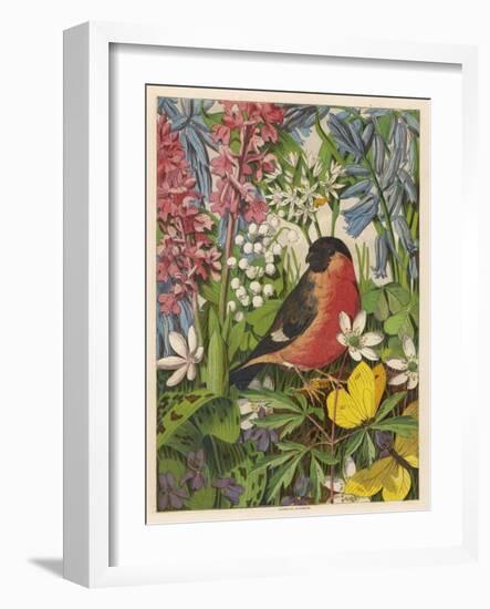 Bullfinch-null-Framed Art Print