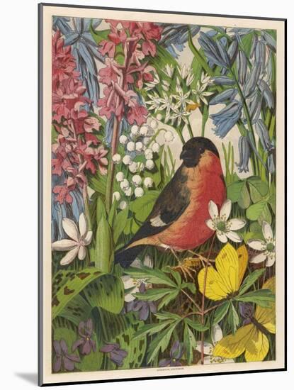 Bullfinch-null-Mounted Art Print