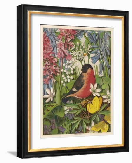 Bullfinch-null-Framed Art Print