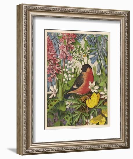 Bullfinch-null-Framed Art Print