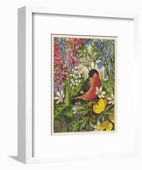 Bullfinch-null-Framed Art Print