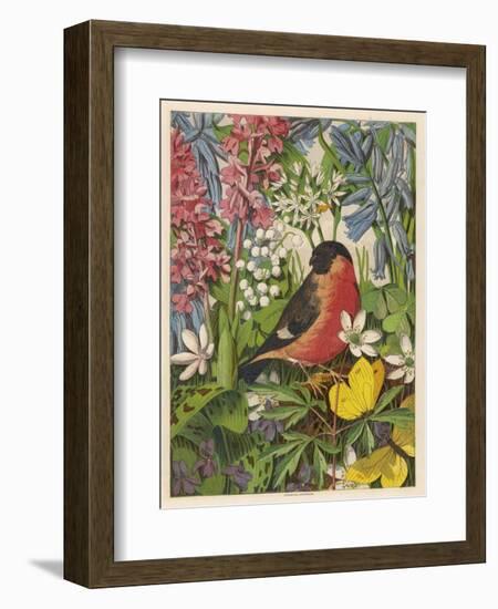 Bullfinch-null-Framed Art Print