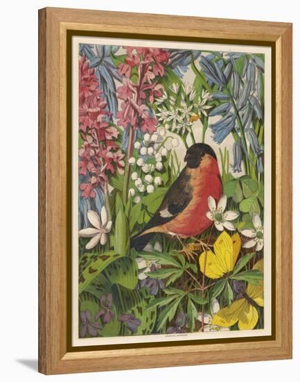 Bullfinch-null-Framed Stretched Canvas