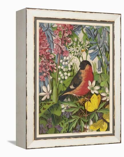 Bullfinch-null-Framed Stretched Canvas