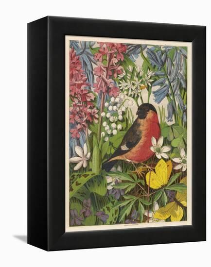 Bullfinch-null-Framed Stretched Canvas