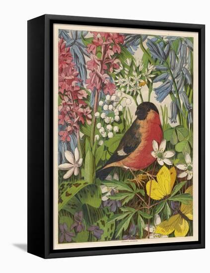 Bullfinch-null-Framed Stretched Canvas