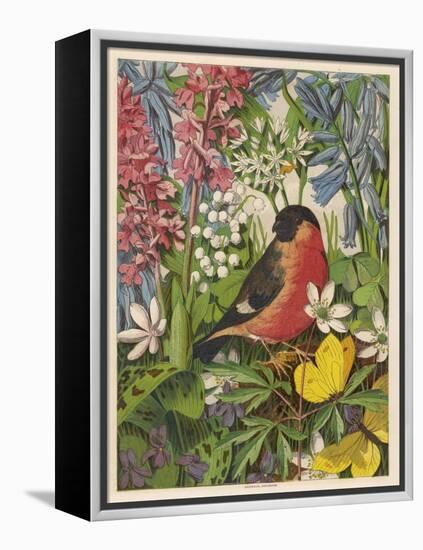 Bullfinch-null-Framed Stretched Canvas