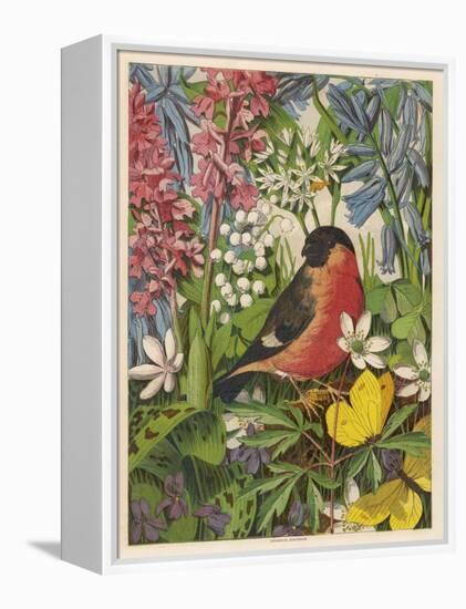 Bullfinch-null-Framed Stretched Canvas
