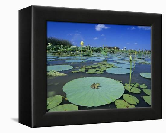 Bullfrog, Adult on American Lotus Lilypad, Welder Wildlife Refuge, Sinton, Texas, USA-Rolf Nussbaumer-Framed Premier Image Canvas