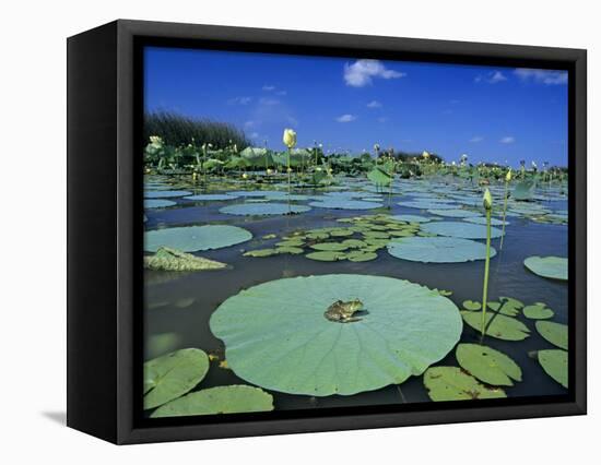 Bullfrog, Adult on American Lotus Lilypad, Welder Wildlife Refuge, Sinton, Texas, USA-Rolf Nussbaumer-Framed Premier Image Canvas