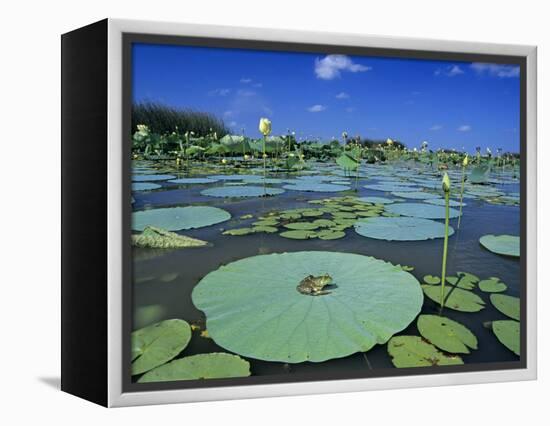 Bullfrog, Adult on American Lotus Lilypad, Welder Wildlife Refuge, Sinton, Texas, USA-Rolf Nussbaumer-Framed Premier Image Canvas