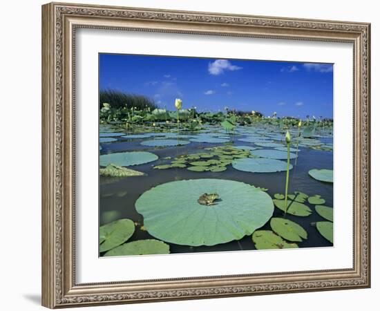 Bullfrog, Adult on American Lotus Lilypad, Welder Wildlife Refuge, Sinton, Texas, USA-Rolf Nussbaumer-Framed Photographic Print