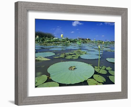 Bullfrog, Adult on American Lotus Lilypad, Welder Wildlife Refuge, Sinton, Texas, USA-Rolf Nussbaumer-Framed Photographic Print