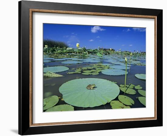 Bullfrog, Adult on American Lotus Lilypad, Welder Wildlife Refuge, Sinton, Texas, USA-Rolf Nussbaumer-Framed Photographic Print