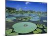 Bullfrog, Adult on American Lotus Lilypad, Welder Wildlife Refuge, Sinton, Texas, USA-Rolf Nussbaumer-Mounted Photographic Print