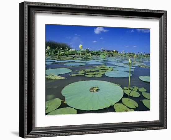 Bullfrog, Adult on American Lotus Lilypad, Welder Wildlife Refuge, Sinton, Texas, USA-Rolf Nussbaumer-Framed Photographic Print