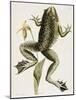 Bullfrog Natural History of Carolina, Florida and Bahamas-Mark Catesby-Mounted Giclee Print