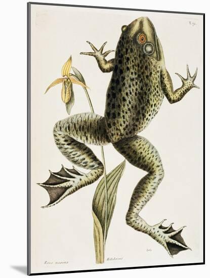 Bullfrog Natural History of Carolina, Florida and Bahamas-Mark Catesby-Mounted Giclee Print
