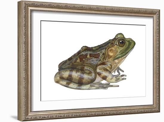 Bullfrog (Rana Catesbeiana), Amphibians-Encyclopaedia Britannica-Framed Art Print